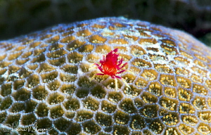 Tiny crab on coral/Photographed with a Canon 60 mm macro ... by Laurie Slawson 